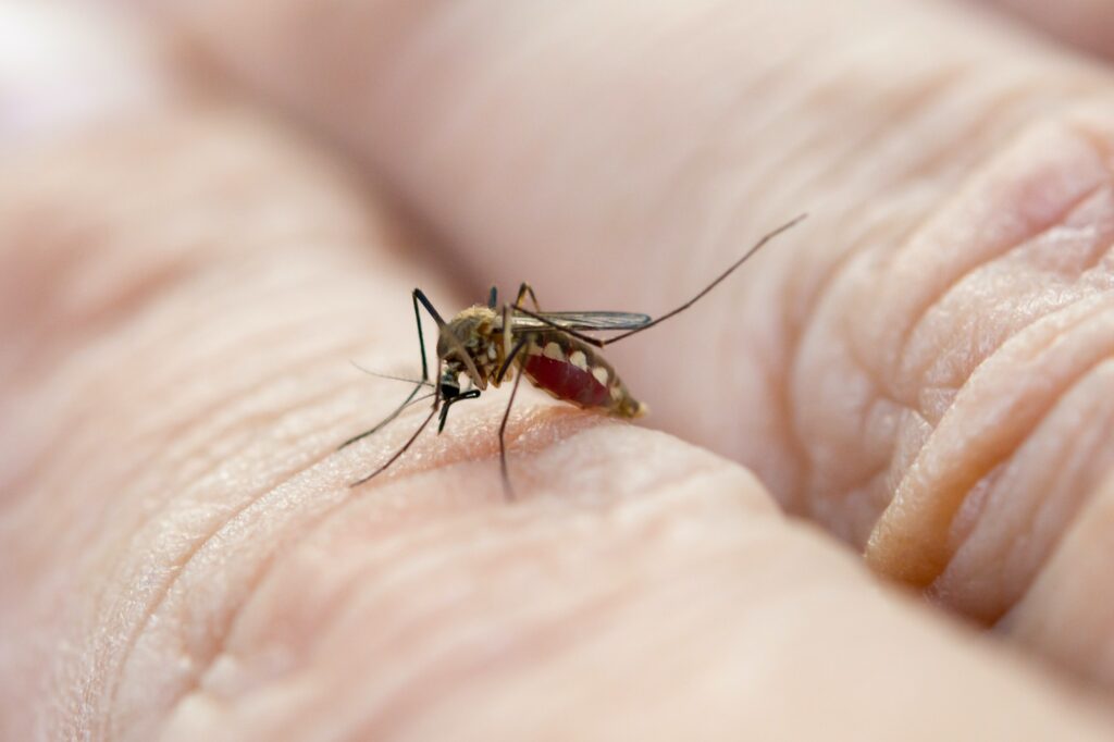 Close up mosquito sucking blood from human skin